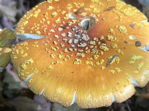 Allegheny Mountains Beauty Ramanitamuscaria