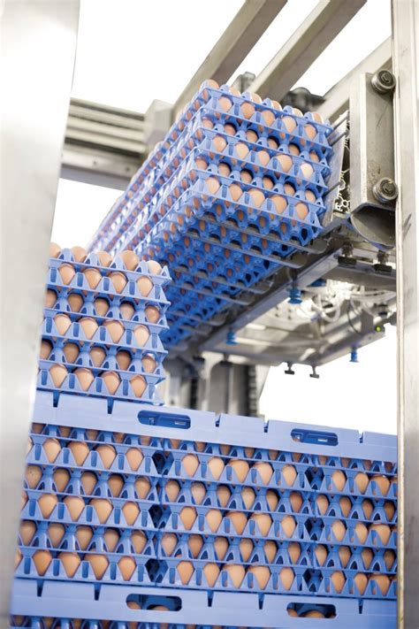 Automation And Innovative Equipment To Egg Handling On Poultry Farms