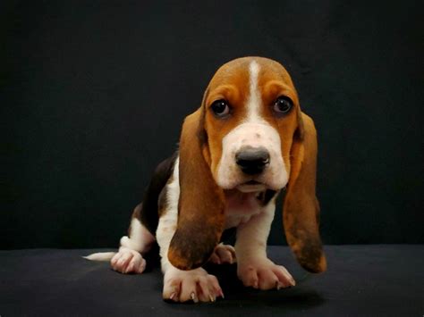 Basset Hound Puppy Black Brown And White Id21428 Located At Petland