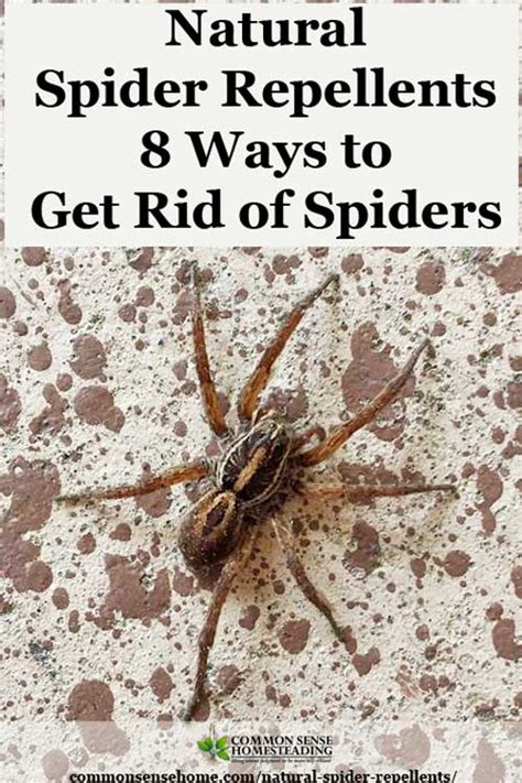 Natural Spider Repellents - 8 Ways to Get Rid of Spiders