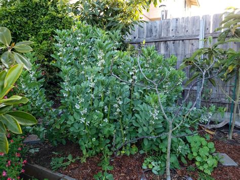 How To Grow And Use Fava Beans Broad Beans As Food And Cover Crops ~ Homestead And Chill