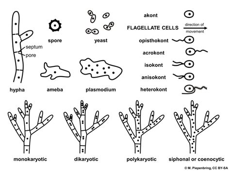 Mycology Prelims 1 Diagram Quizlet