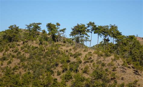 Hilltop Forest Pine - Free photo on Pixabay - Pixabay