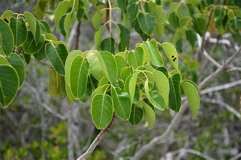 Poisonous trees in Florida | Florida Hikes!