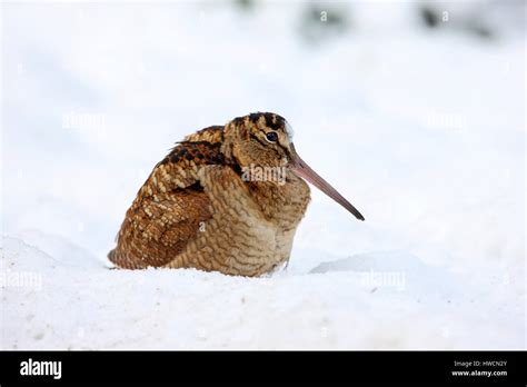 Eurasian Woodcock Scolopax Rusticolaadult In Winter Plumage In The