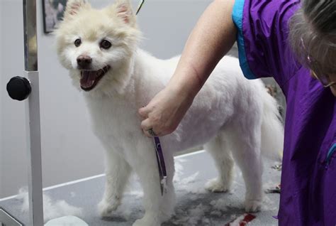 Dog Grooming | Hinckley Ohio | Grooming By Missy