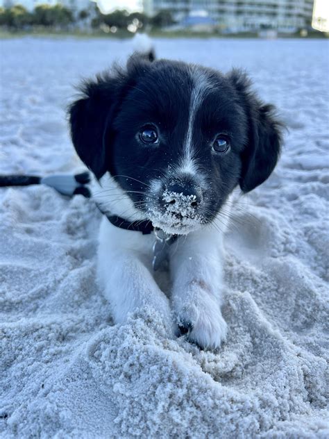 Kristoff the fluffball | Adorable Dogs