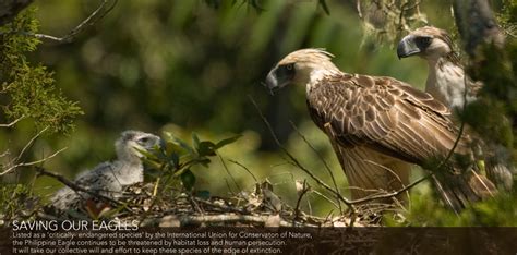 The Official Website Of The Philippine Eagle Foundation Philippine