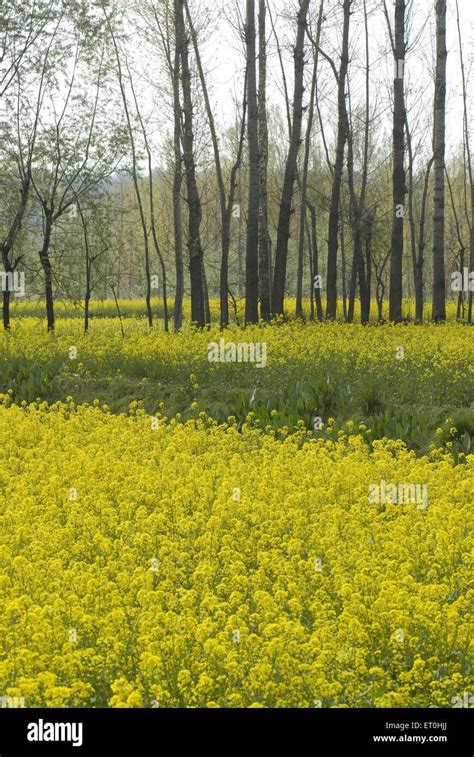 Mustard Plants Hi Res Stock Photography And Images Alamy