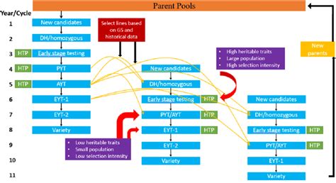 The standard breeding scheme outline for self-pollinating crops with... | Download Scientific ...