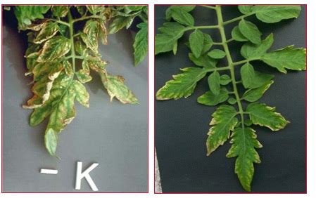 tomato plant: Potassium deficiency in tomato plants