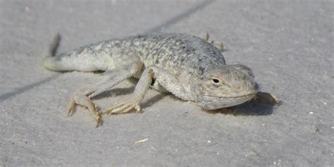 Bleached Earless Lizard - White Sands National Park (U.S. National Park ...