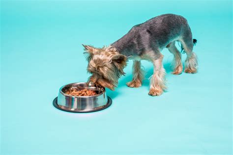 Best Dog Food For Yorkies - Dogtime