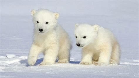 Encuentran una población de osos polares aislada en Groenlandia AQUÍ