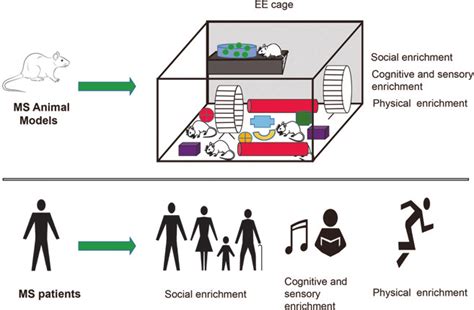 Environmental Enrichment Ee Includes Physical Training Cognitive And