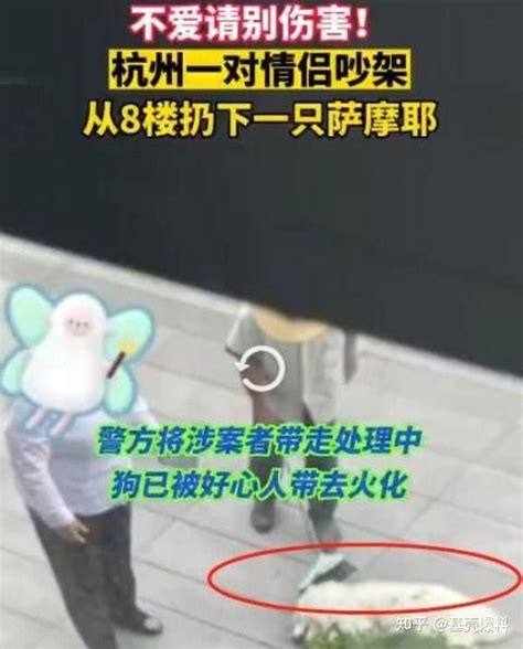 一对男女吵架从8楼将萨摩耶扔下，狗狗摔下来眼都没闭上！ 知乎