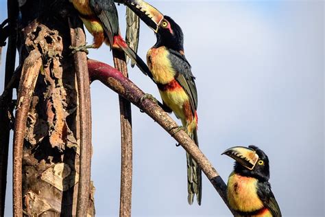 Observa O De P Ssaros Em Sian Kaan E S Tio Arqueol Gico De Muyil De