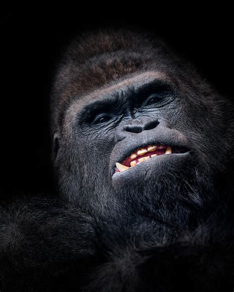 Gorilla Face Seen From Above Photograph By Helena García Fine Art America