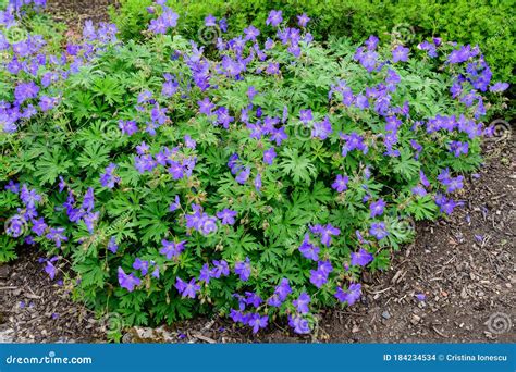 Many Delicate Light Blue Flowers Of Geranium Pratense Wild Plant Commonly Known As Meadow Crane