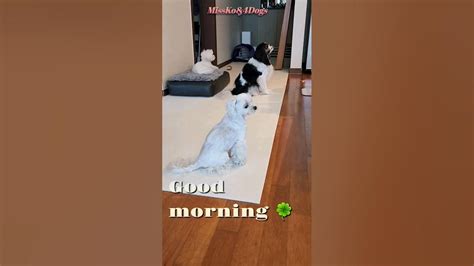 아침 식사시간 배꼽시계 정확한 강아지들🥣🐕🐕🐕 Morning Routine 강아지 화식 Shorts Youtube