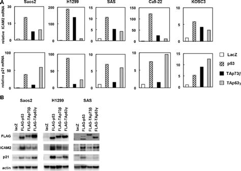 Figure 1 From Identification And Characterization Of The Intercellular