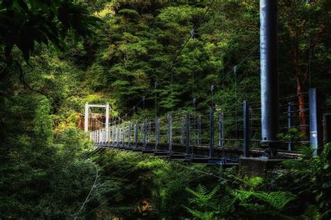 Discover the Enchanting Forests of Yakushima Island
