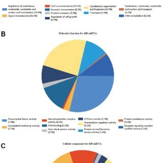 Go Enrichment Analyses Of De Mirnas The Names And Percentages Of The