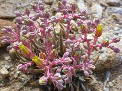 30 Mojave Desert Wildflowers: Dudleya Saxosa