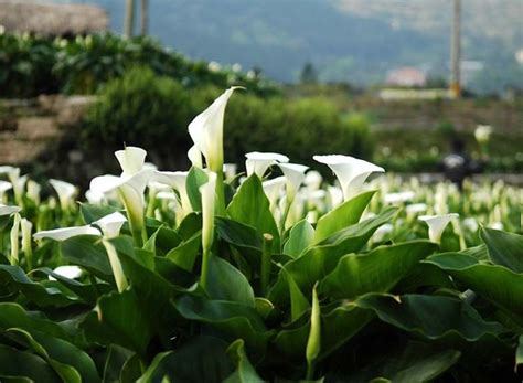 Lirio De Agua Cultivo De Esta Hermosa Y Duradera Flor Agrom Tica