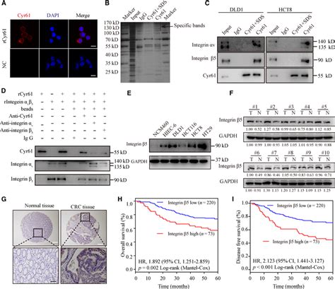 Cyr61 Binds To Integrin αvβ5 On Crc Cells A Confocal Microscopy For