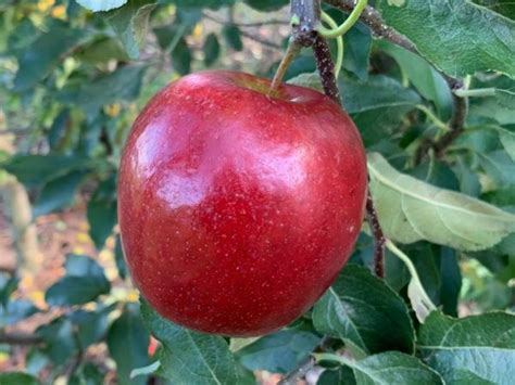 Buy Fruit Trees Scions And Rootstocks Cummins Nursery Fruit Trees