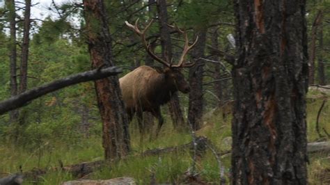 New Mexico Elk Hunt Close Range Bulls Youtube