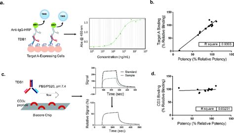 Antigen Binding Assays Development And Correlation To The Reporter Gene