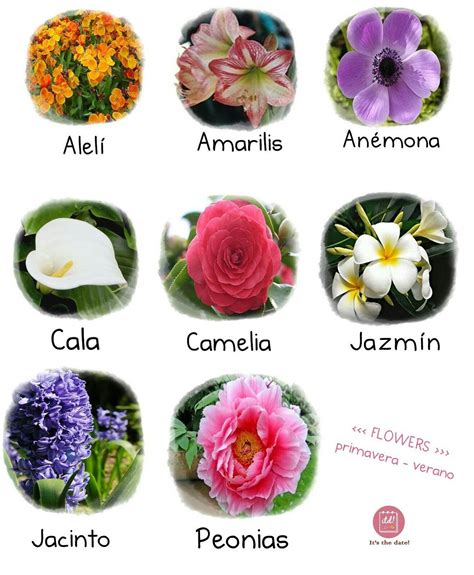 Lista 101 Foto Tipos De Flores Y Sus Nombres Wikipedia Cena Hermosa