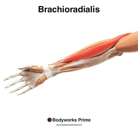 Brachioradialis Muscle Anatomy Bodyworks Prime