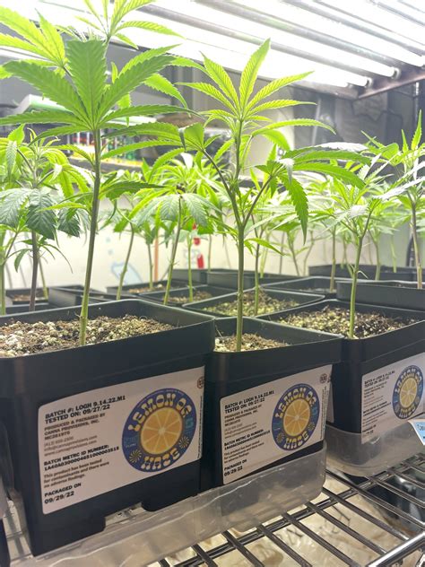 Buy Cannabis Clones Canna Provisions