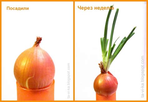 Зимний огород - tavika.ru