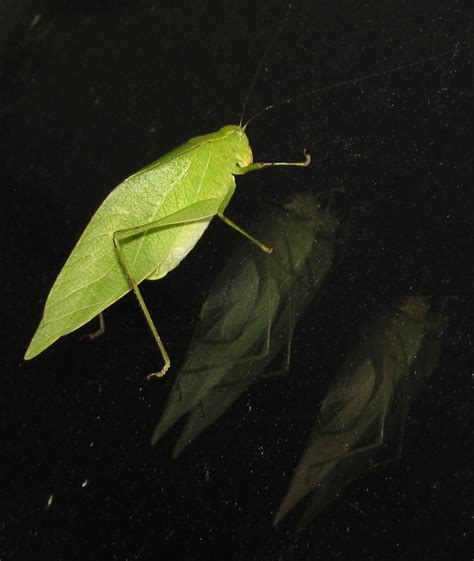 Bug Eric Orthoptera Thursday Lesser Angle Wing Katydid