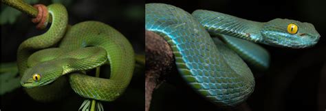 17 Common Snakes In Laos 2025 Bird Watching Hq