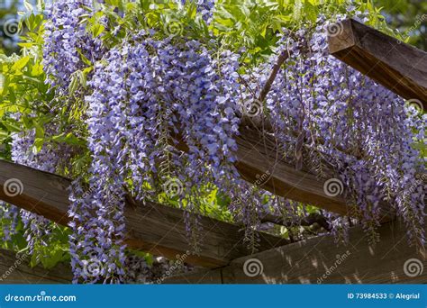 Wisteria Trellis Stock Image Image Of Full Summer Tree 73984533