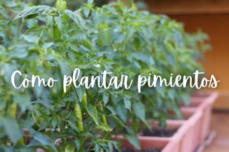 Guía completa para sembrar pimiento en maceta NudoHome ar