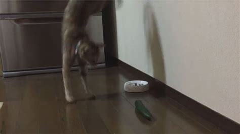 Video La Insólita Reacción De Los Gatos Ante Un Pepino Infobae