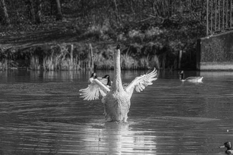 Premium Photo Swan Swimming In Lake