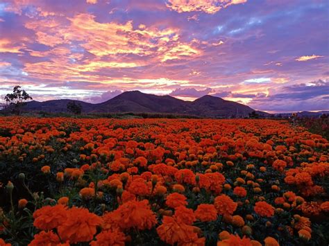 Lánzate por tu foto a los campos de cempasúchil elnorte