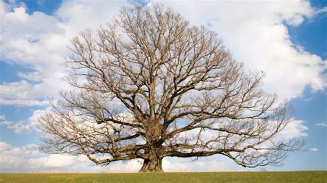 White Oak Tree Winter