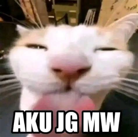 50 Meme Kucing Lucu Bikin Ngakak And Kocak Untuk Ceriakan Hari Harimu