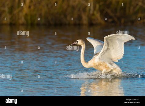 Mute Swan Cygnus Olor Taking Off From Lake Hesse Germany Stock