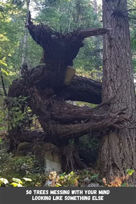 50 Creepy Trees That Will Cause A Serious Double Take Nature Amazing