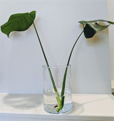 How To Propagate Monstera A 101 Guide For Beginners