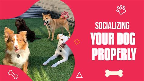 The Ultimate Guide To Socializing Your Dog Properly